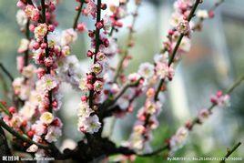 自然物品 自然物品