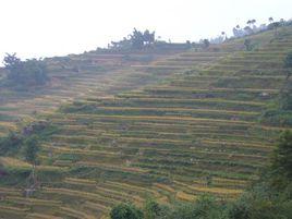 小河邊村[雲南省紅河元陽縣馬街鄉丫多村委會]