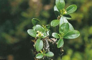 倒卵葉蕘花 倒卵葉蕘花