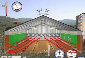 “肉雞”[用於肉產的飼養雞]