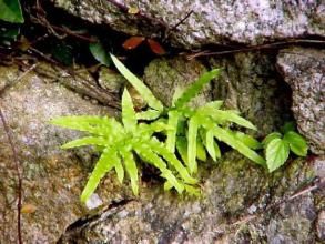 豬鬃鳳尾蕨 豬鬃鳳尾蕨