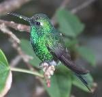 古巴翠蜂鳥 古巴翠蜂鳥