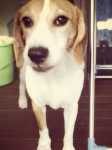 米格魯獵兔犬 米格魯獵兔犬