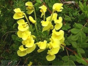 蒼山馬先蒿 蒼山馬先蒿