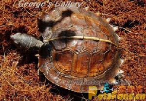 刺山龜
