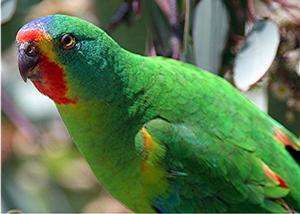 雨燕鸚鵡屬 雨燕鸚鵡屬