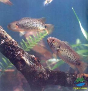 岸上紅娘魚 岸上紅娘魚