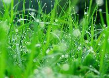 製造負離子的植被