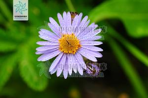 石生紫菀 石生紫菀