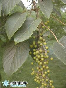 毛葉山桐子(變種) 毛葉山桐子(變種)
