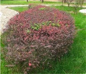 密葉小檗 密葉小檗