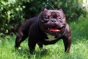 復仇者惡霸犬聯盟