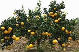 黃金柑苗 黃金柑苗