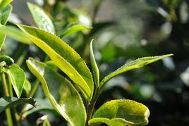 大葉種曬青毛茶 大葉種曬青毛茶
