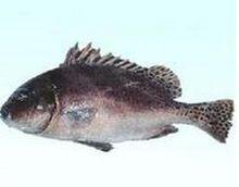 包公魚[魚類品種]