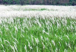 白茅花[白茅花]