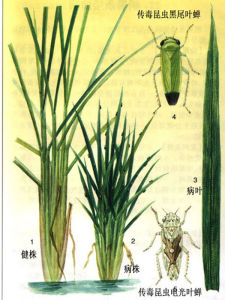 稻普通矮縮病