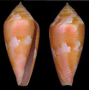 金壁芋螺 金壁芋螺