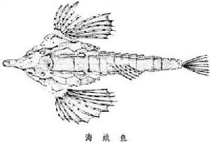 海蛾魚目 海蛾魚目