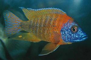 噴火皇冠 噴火皇冠