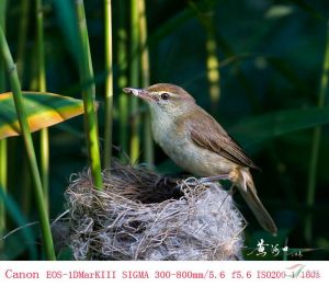 皮島葦鶯 皮島葦鶯