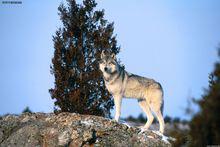 西北狼[物種名稱]