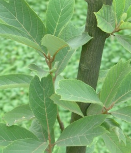 裂葉白辛樹 裂葉白辛樹