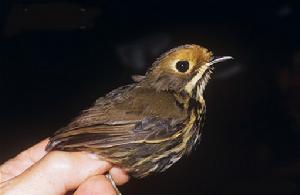 赭額蟻鶇 赭額蟻鶇