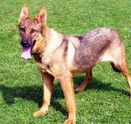 大俠小柴 大俠小柴