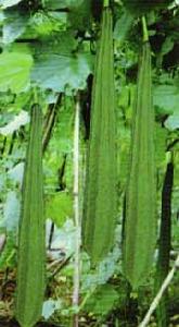 廣西一號 廣西一號