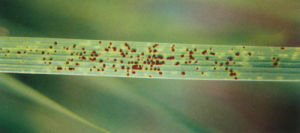 馬唐殼鏽菌 馬唐殼鏽菌