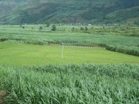 芒麥自然村 芒麥自然村