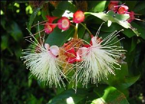 （圖）高雄市原生植物園