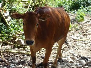 龍門大村發展重點－畜牧業