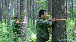 測量樹木