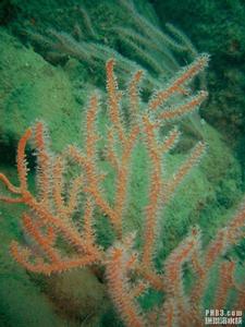 （圖）黑珊瑚