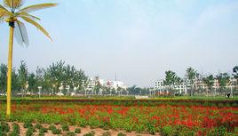 濟寧百日雞 濟寧百日雞