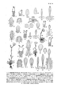 小虎耳草 小虎耳草