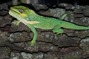 古巴安樂蜥（騎士安樂蜥）（美洲鬣蜥科）分布在中美洲西印度群島的埃斯培里拉島的海灘和樹林，全長約25厘米。