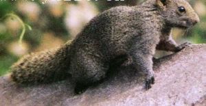 赤腹松鼠大巴山亞種 赤腹松鼠大巴山亞種