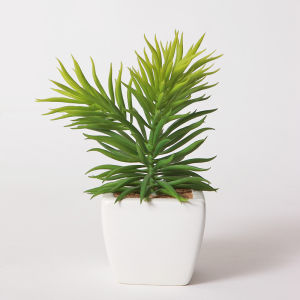 迷你植物 迷你植物