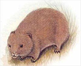 中華竹鼠 中華竹鼠