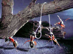 俄羅斯畫家安德烈的微距攝影世界 2