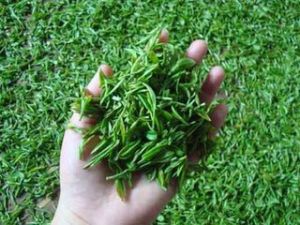 金獎惠明 金獎惠明