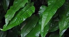 盾蕨（原變型）