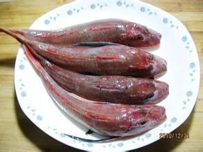 福氏紅娘魚 福氏紅娘魚