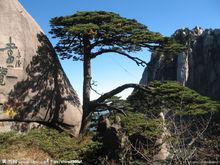 黃山迎客松[安徽黃山景區迎客松]