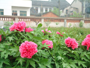 醉谷華清 醉谷華清