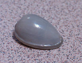 三帶緣螺 三帶緣螺