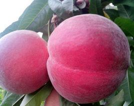 紅不軟桃 紅不軟桃